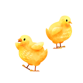 Chicks clipart