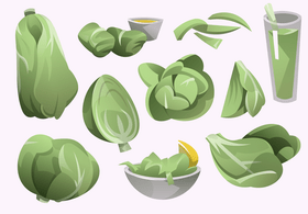 Cabbage vector