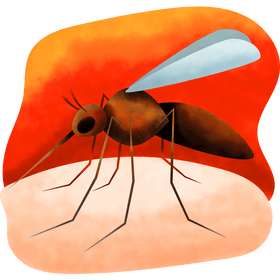 Mosquito vector