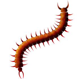 Centipede clipart