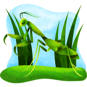 Praying mantis vector