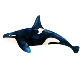 Killer whale clipart