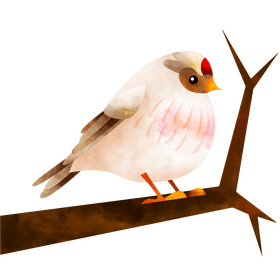 Hoary redpoll bird clipart