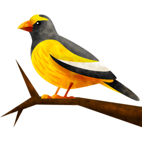 Evening grosbeak bird clipart