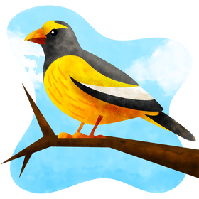 Evening grosbeak bird vector