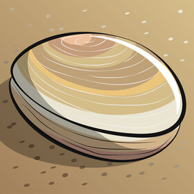 Clam cartoon vector