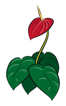 Anthurium flower clipart
