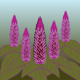 Celosia flower vector