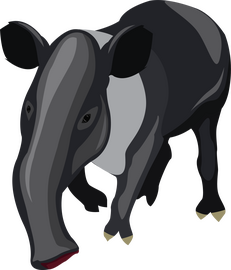Tapir animal clipart