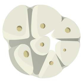 Garlic cut top clipart