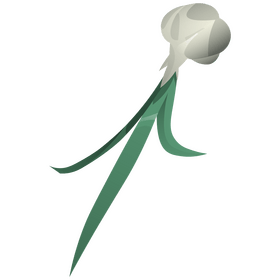 Garlic green clipart