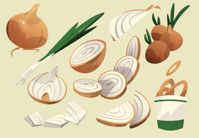 Onion vector