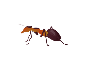 Ant clipart