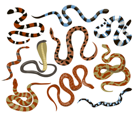 Snakes vector