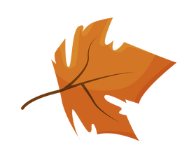 Maple leaf illustration clipart