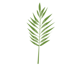 Leaves drawing clipart