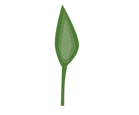 Leaf cartoon clipart
