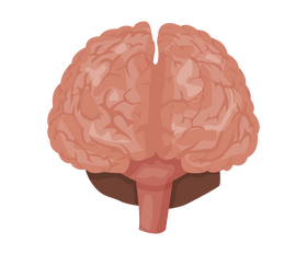 Brain cartoon clipart