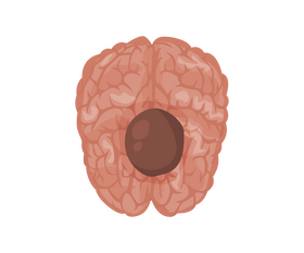 Cartoon brain clipart
