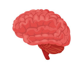 Brain clipart
