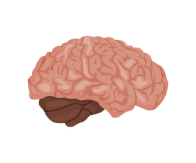 Brain illustration clipart