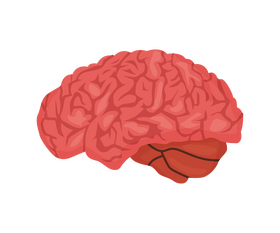 Brain drawing clipart
