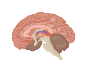 Brain clipart