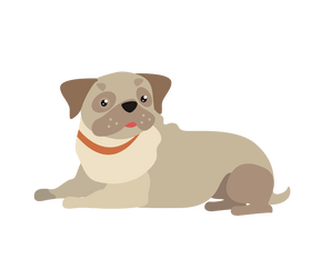 Brown pug puppy clipart