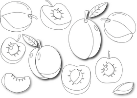 Apricot black and white vector