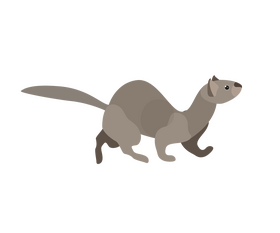 Least weasel clipart