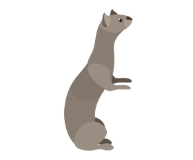 Cartoon least weasel clipart