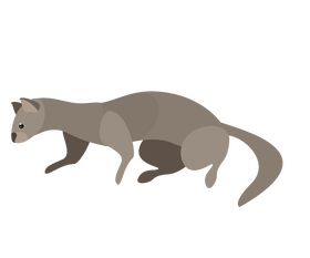 Free least weasel clipart