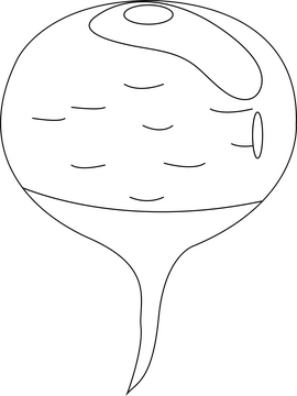 Beet black and white clipart
