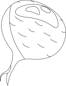 Beet black and white clipart