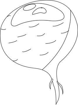 Beet black and white clipart