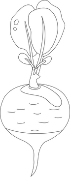 Beet black and white clipart