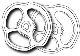 Slices of Bell Pepper black and white clipart