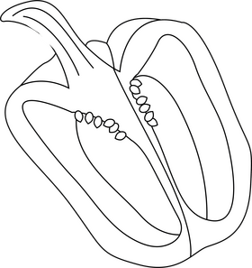 Sliced in Half Bell Pepper black and white clipart