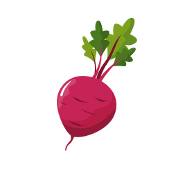 Fresh beet clipart