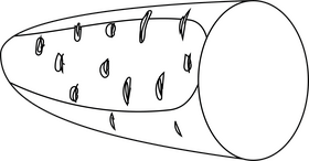 Carrot Cut in Half black and white clipart