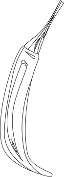 Chili Pepper black and white clipart