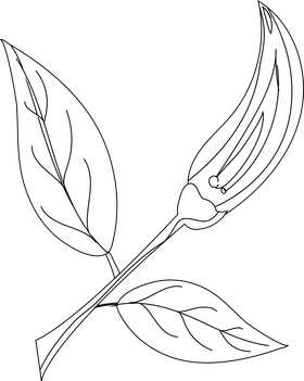 Chili Pepper black and white clipart