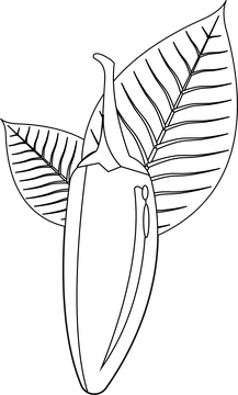Chili Pepper black and white clipart