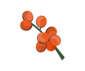 Coffee fruit clipart