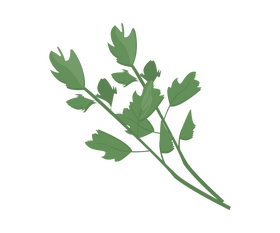 Cartoon parsley leaf clipart