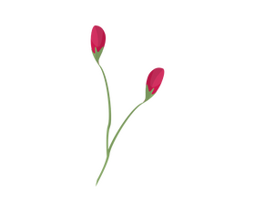 Beautiful flower clipart