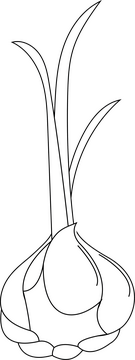 Garlic black and white clipart
