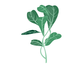 Plant leaves clipart