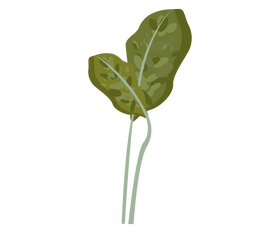 Plant leaves drawing clipart