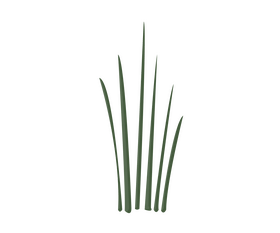 Cartoon plant leaves clipart